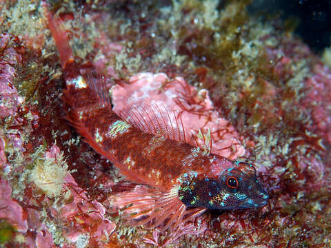 Image of Red-bodied triplefin