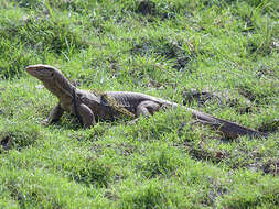 Image of Bengal Monitor Lizard