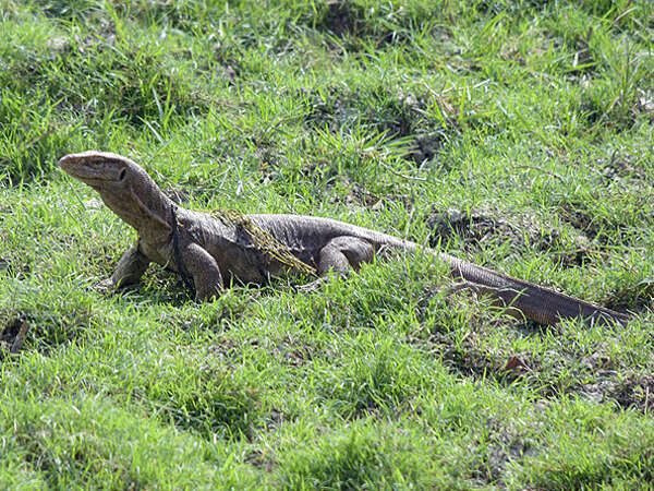 Image of Bengal Monitor Lizard