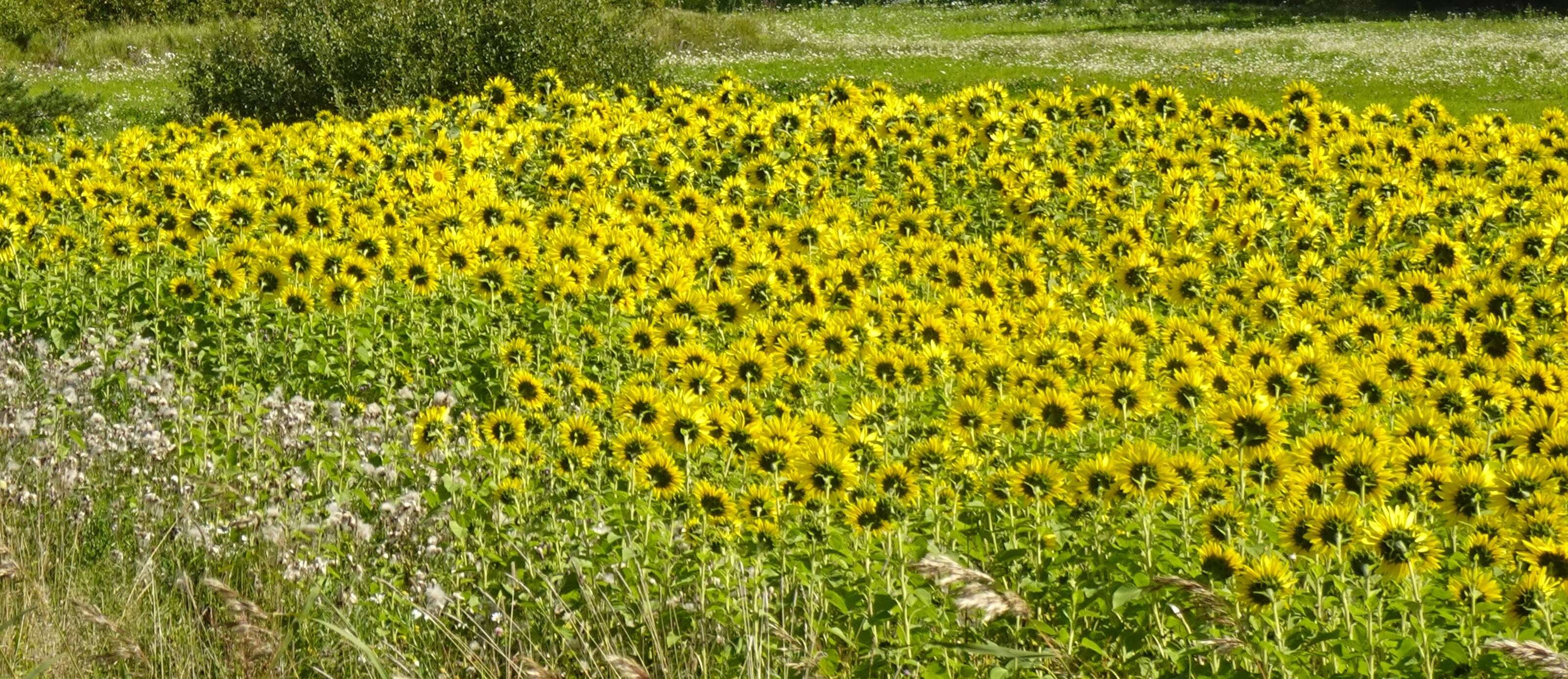 Image of common sunflower