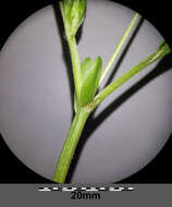 Слика од Viola mirabilis L.