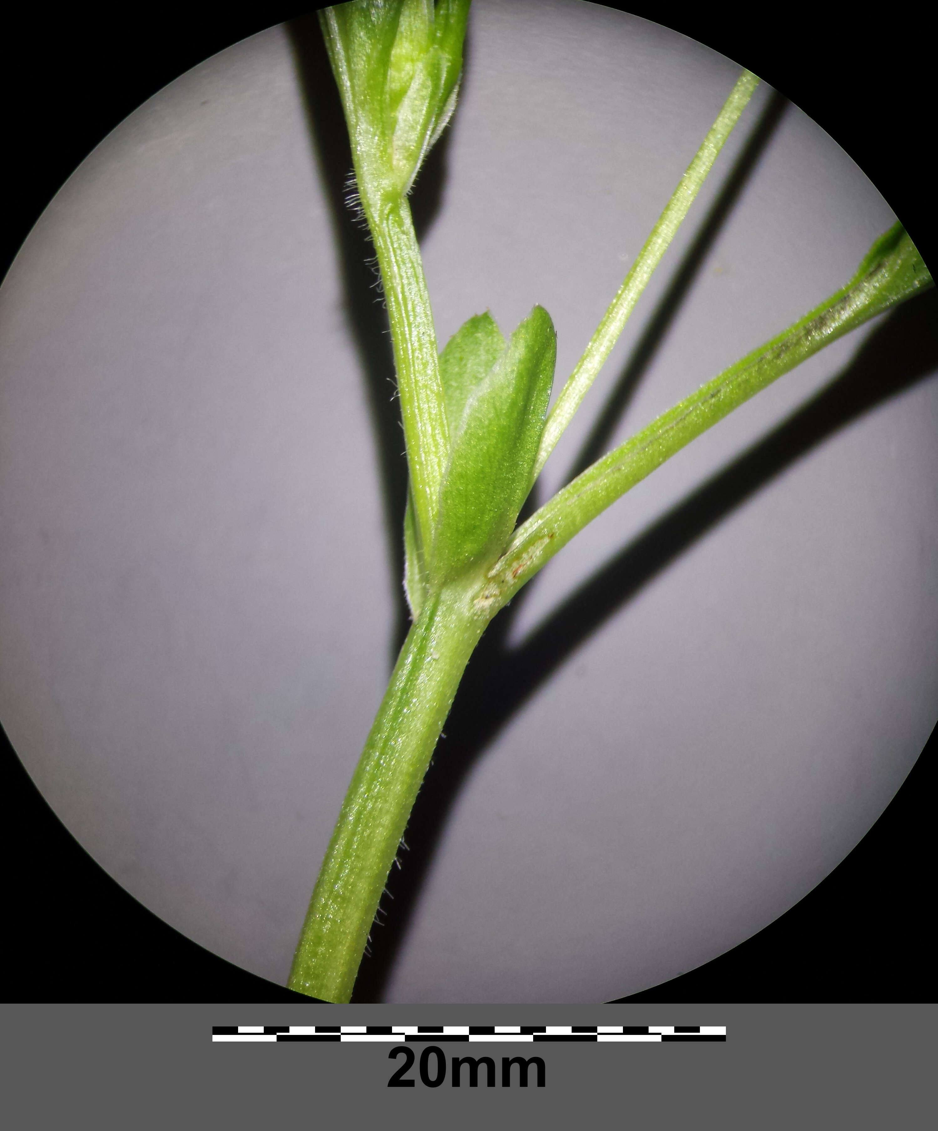 Слика од Viola mirabilis L.