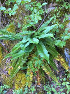 Image of narrowleaf swordfern