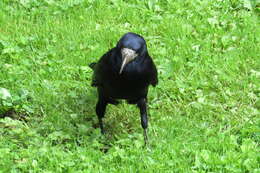 Imagem de Corvus frugilegus Linnaeus 1758