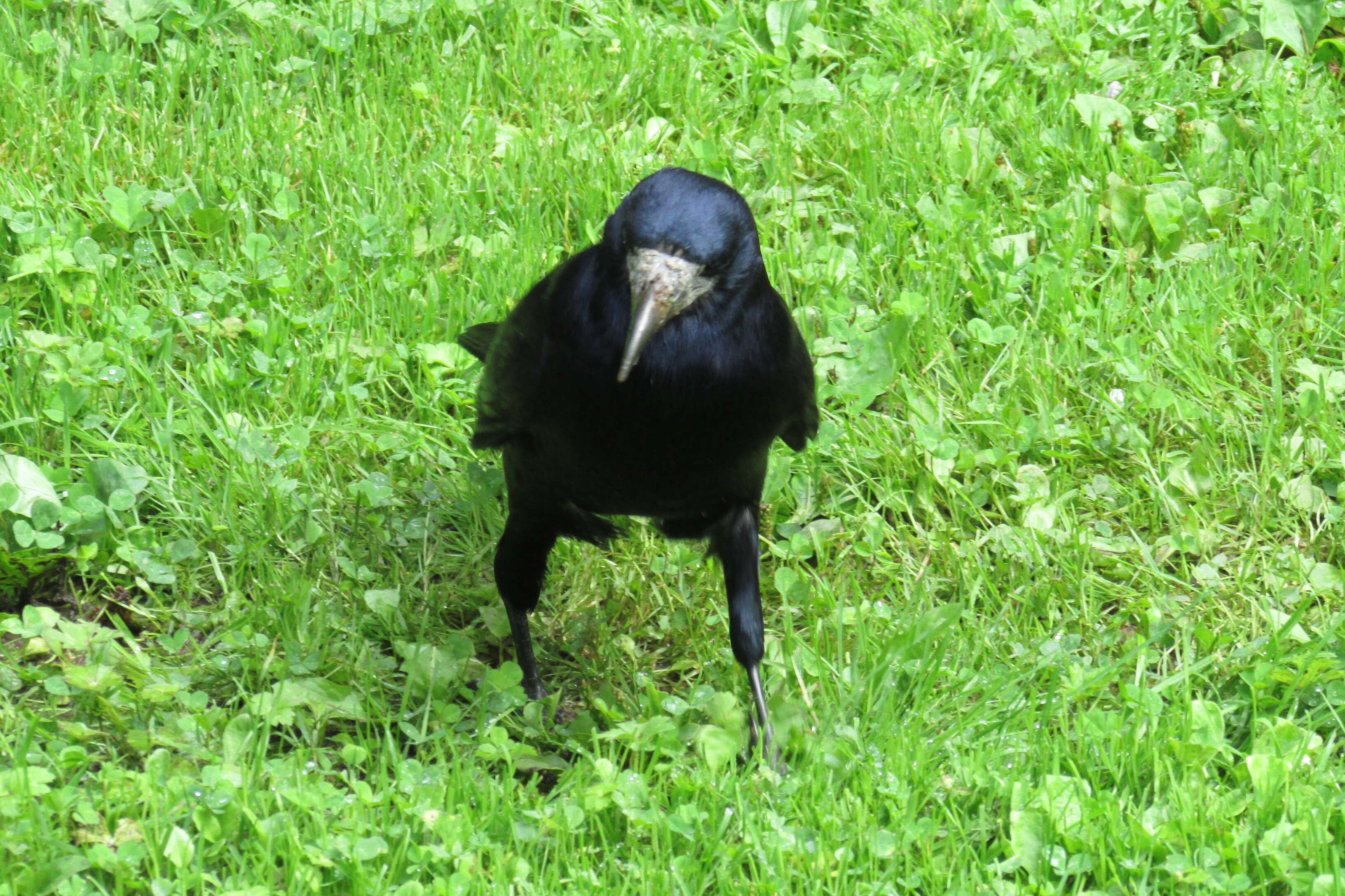 Imagem de Corvus frugilegus Linnaeus 1758