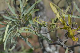 Слика од Korthalsella rubra (Tieghem) Endl.