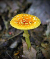 Imagem de Amanita muscaria var. guessowii