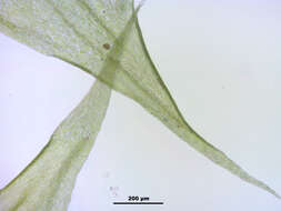 Слика од Brachythecium mildeanum W. P. Schimper ex Milde 1862