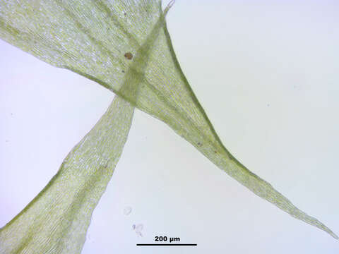 Image of brachythecium moss