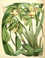 Image of Cymbidium hookerianum Rchb. fil.