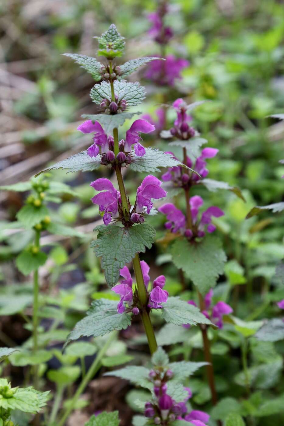 Image of spotted dead-nettle