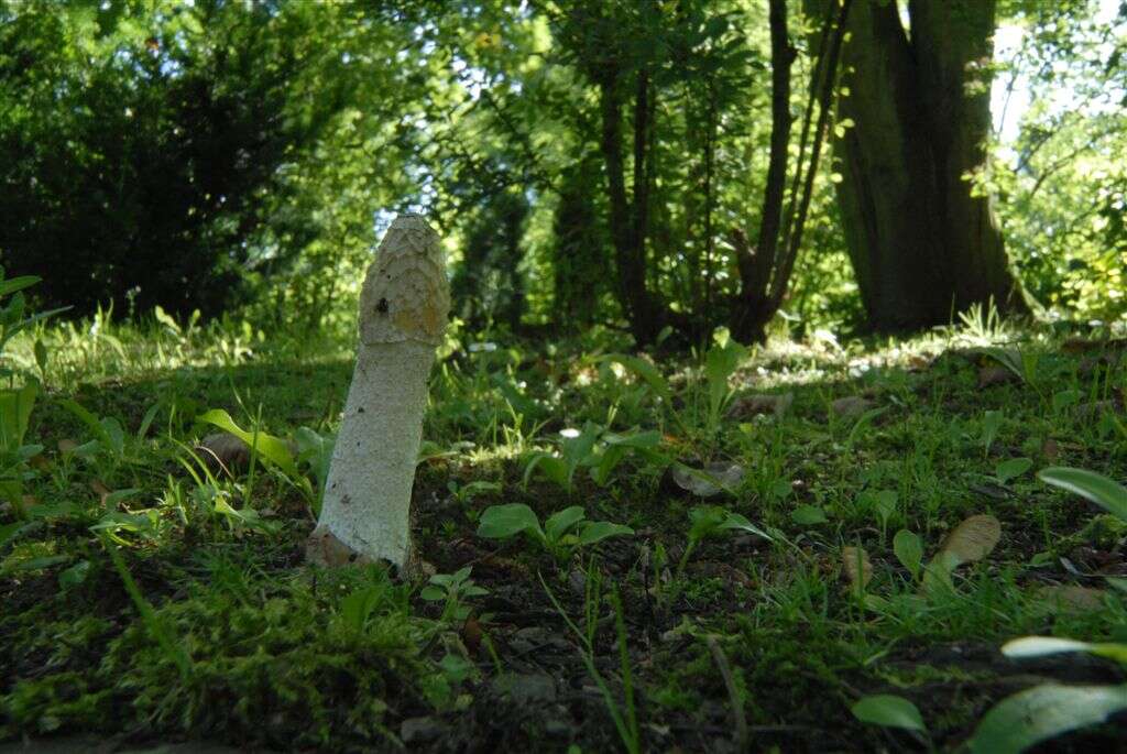 Image of Stinkhorn