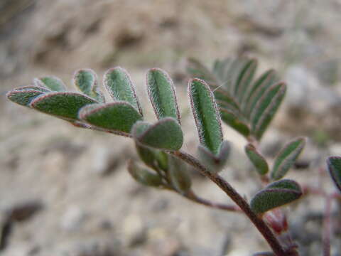 Image of Lemhi milkvetch