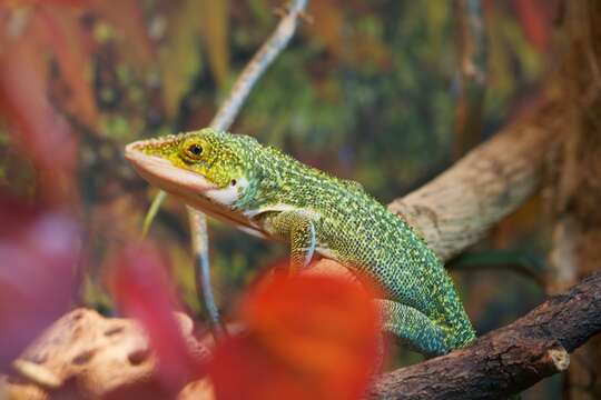 Image of Anolis luteogularis Noble & Hassler 1935