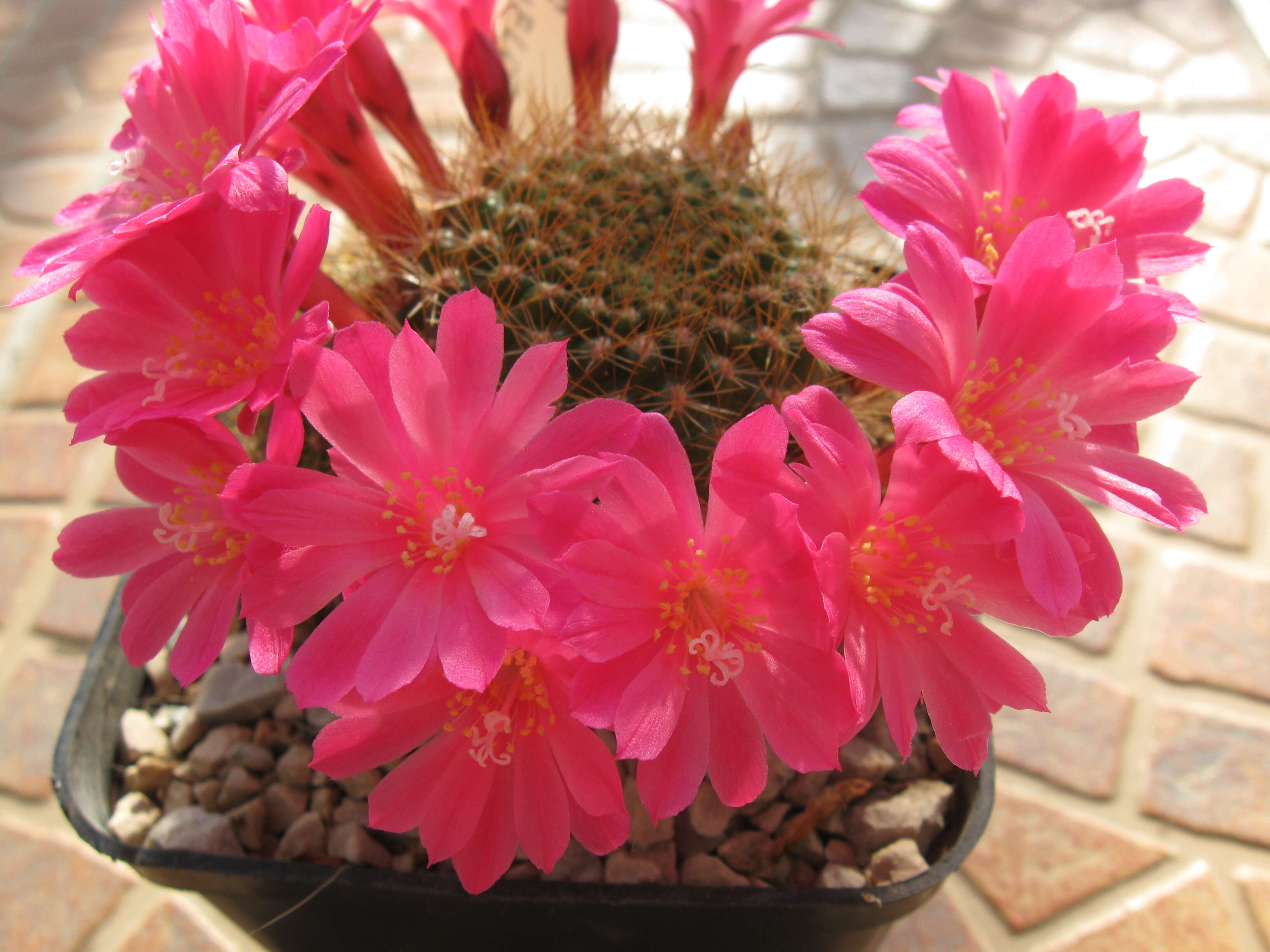 Image of Rebutia minuscula K. Schum.