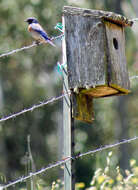 Image of Western Bluebird