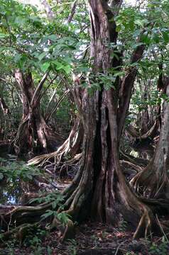 Image of dragonsblood tree