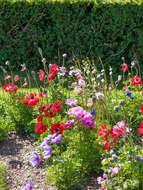 Image of lilies-of-the-field