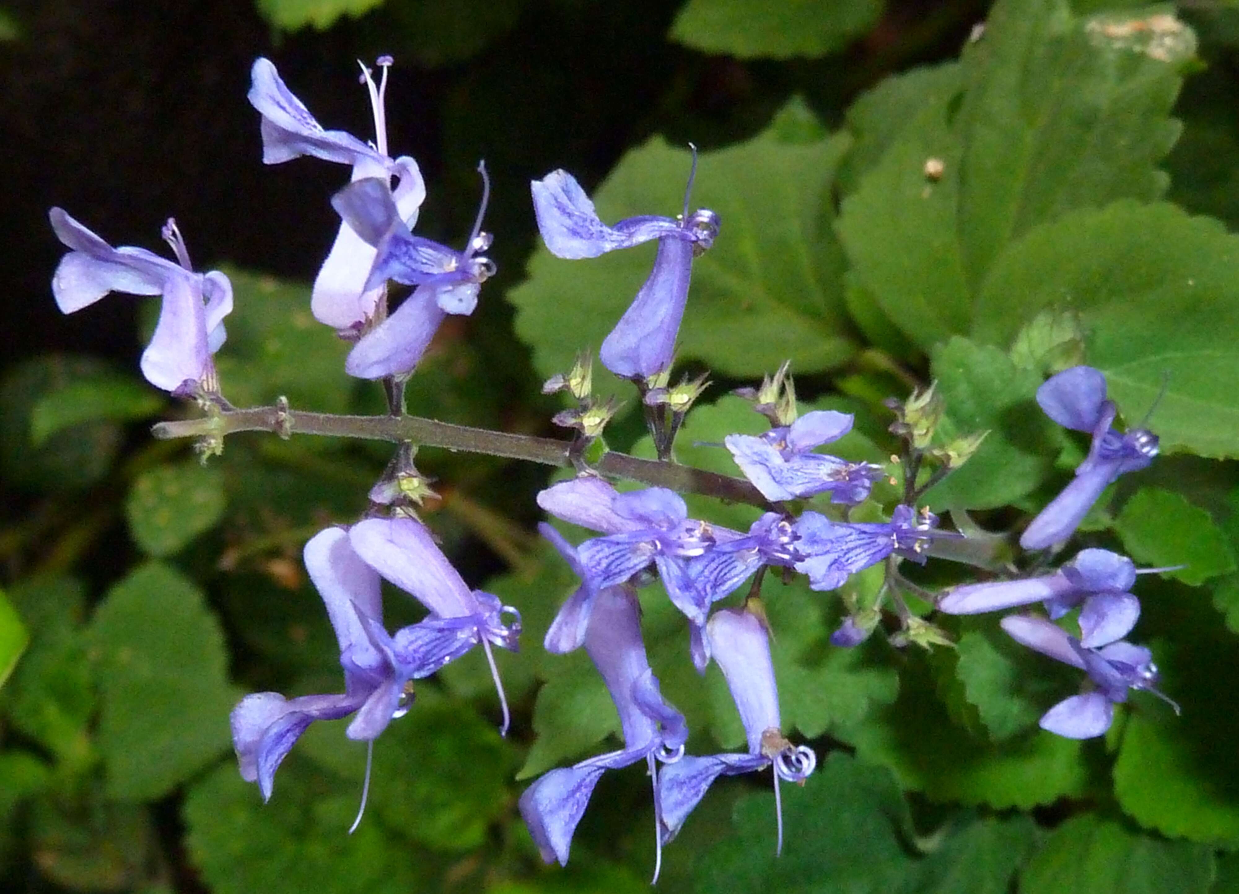 Слика од Plectranthus zuluensis T. Cooke