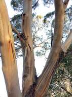 Image of Kangaroo Island Narrow-leaf Mallee