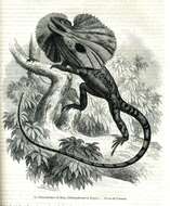 Image of Frilled Lizard