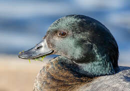 Image of Paradise Shelduck