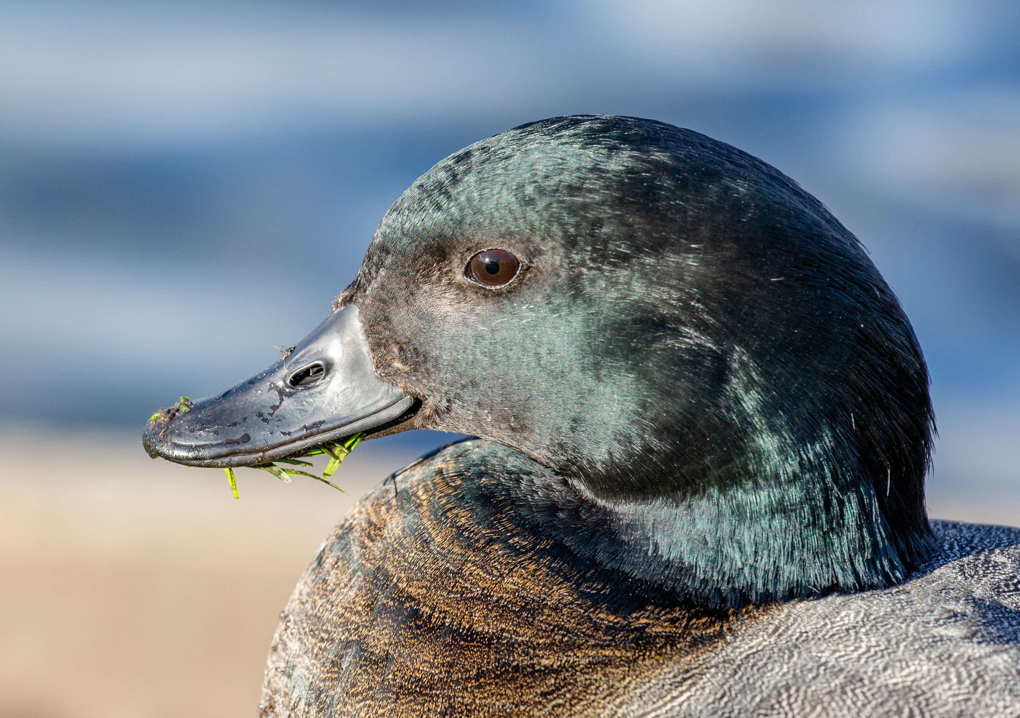 Image of Paradise Shelduck