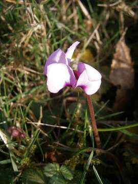 Image of Cyclamen coum Miller