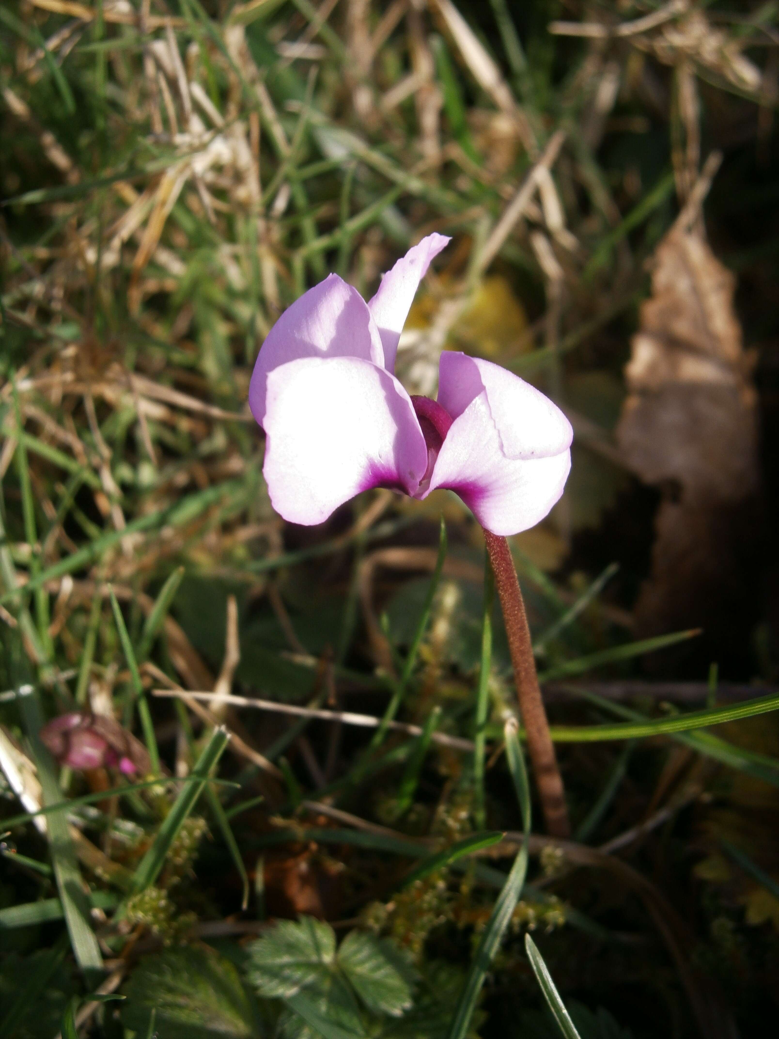 Image of Cyclamen coum Miller