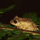 Plancia ëd Pseudophilautus dilmah Wickramasinghe, Bandara, Vidanapathirana, Tennakoon, Samarakoon & Wickramasinge 2015