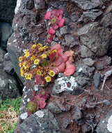 Image of Aeonium glandulosum (Ait.) Webb & Berth.