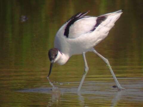 Image of avocet, pied avocet