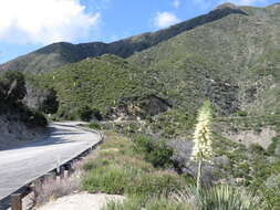 Image of hesperoyucca