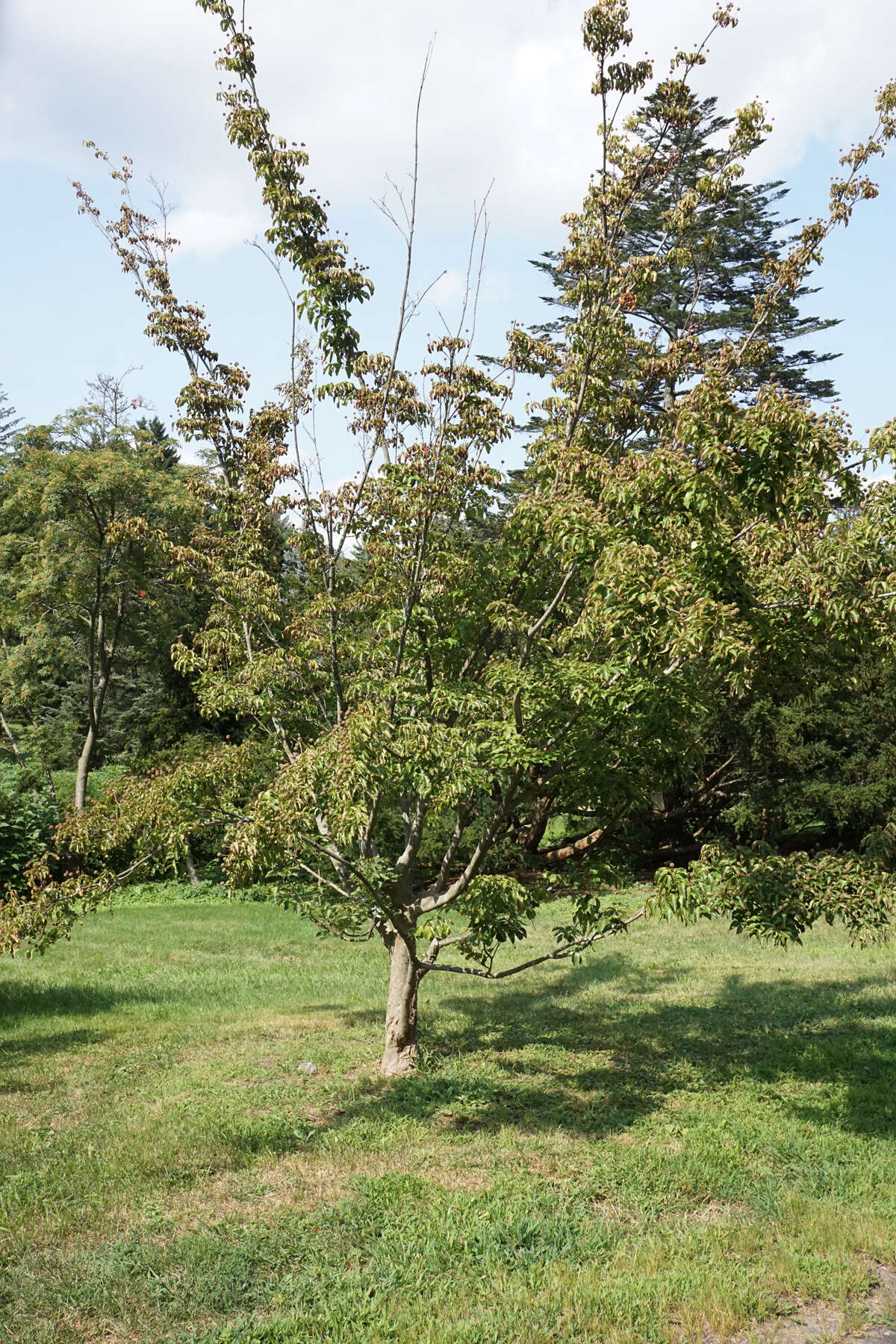 Image of Chinese dogwood