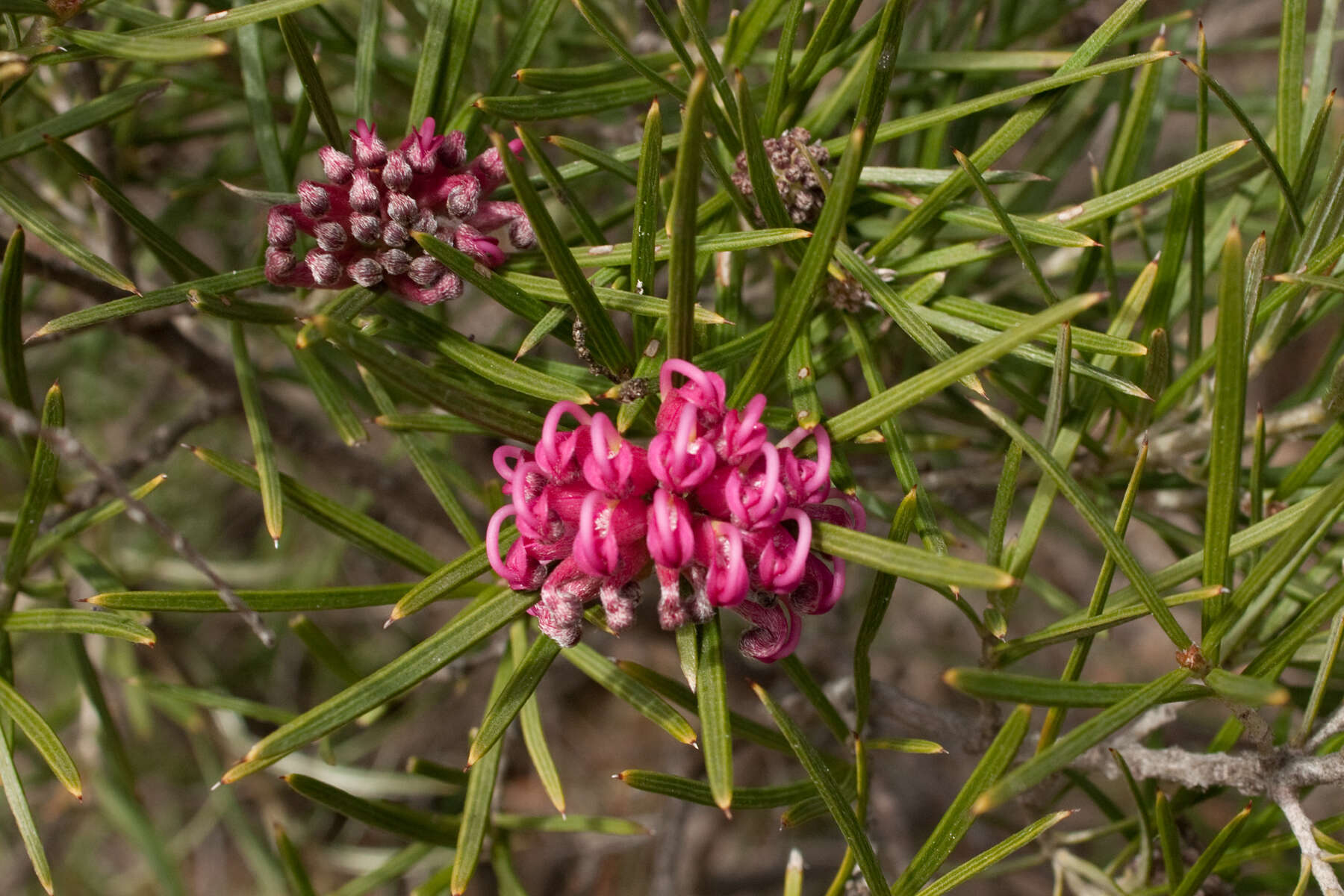 Image of Silky-oak