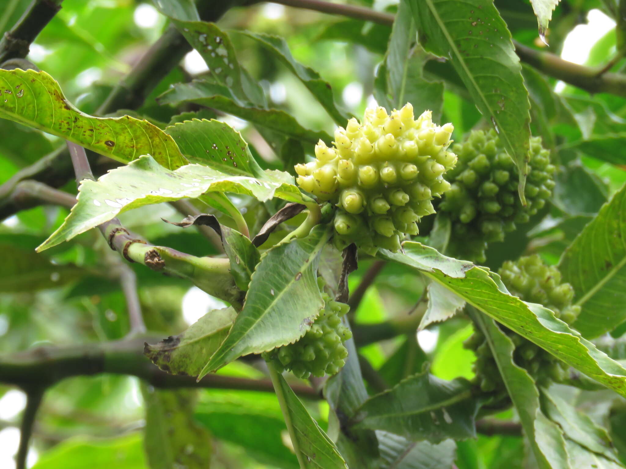 Image of hedyosmum