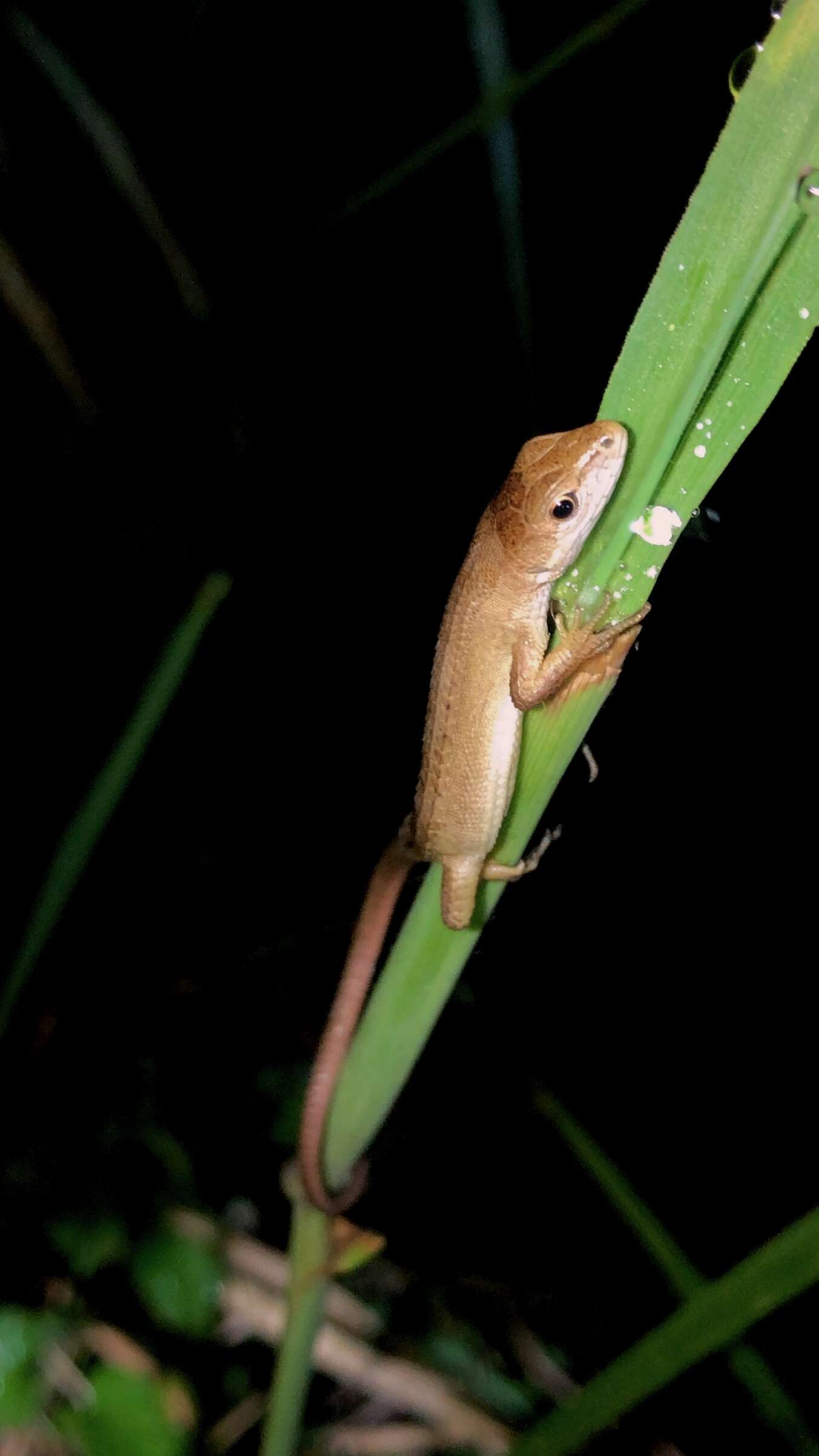 Image of Japanese Grass Lizard