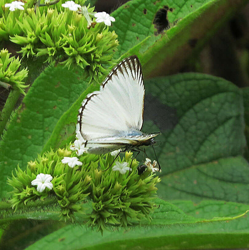 Image of White-Skippers