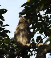 Image of Dusky Eagle-Owl