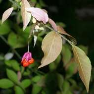 Image de Euonymus verrucosus Scop.