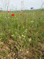 Image de Silene conoidea L.