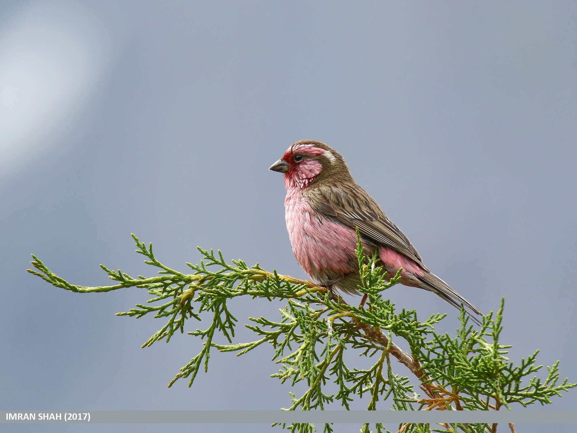 Image of Himalayan White-browed Rosefinch