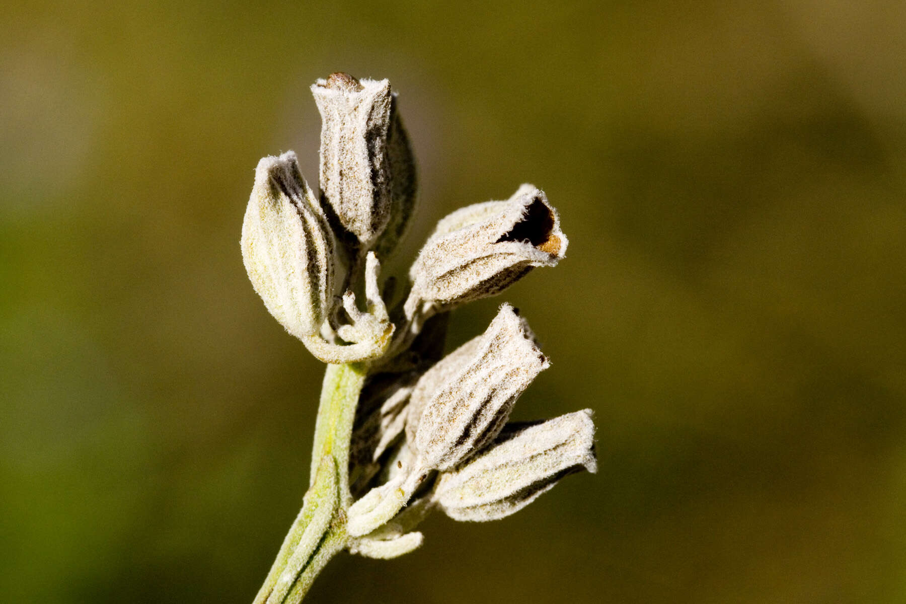 Image of mealycup sage