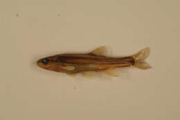 Image of Southern Redbelly Dace