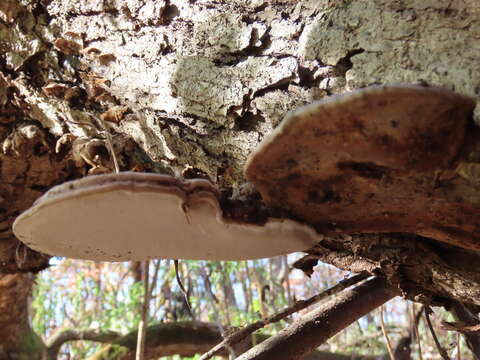 Image of Artist's fungus