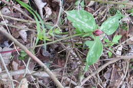 Image of red trillium