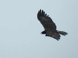 Image of Black Eagle