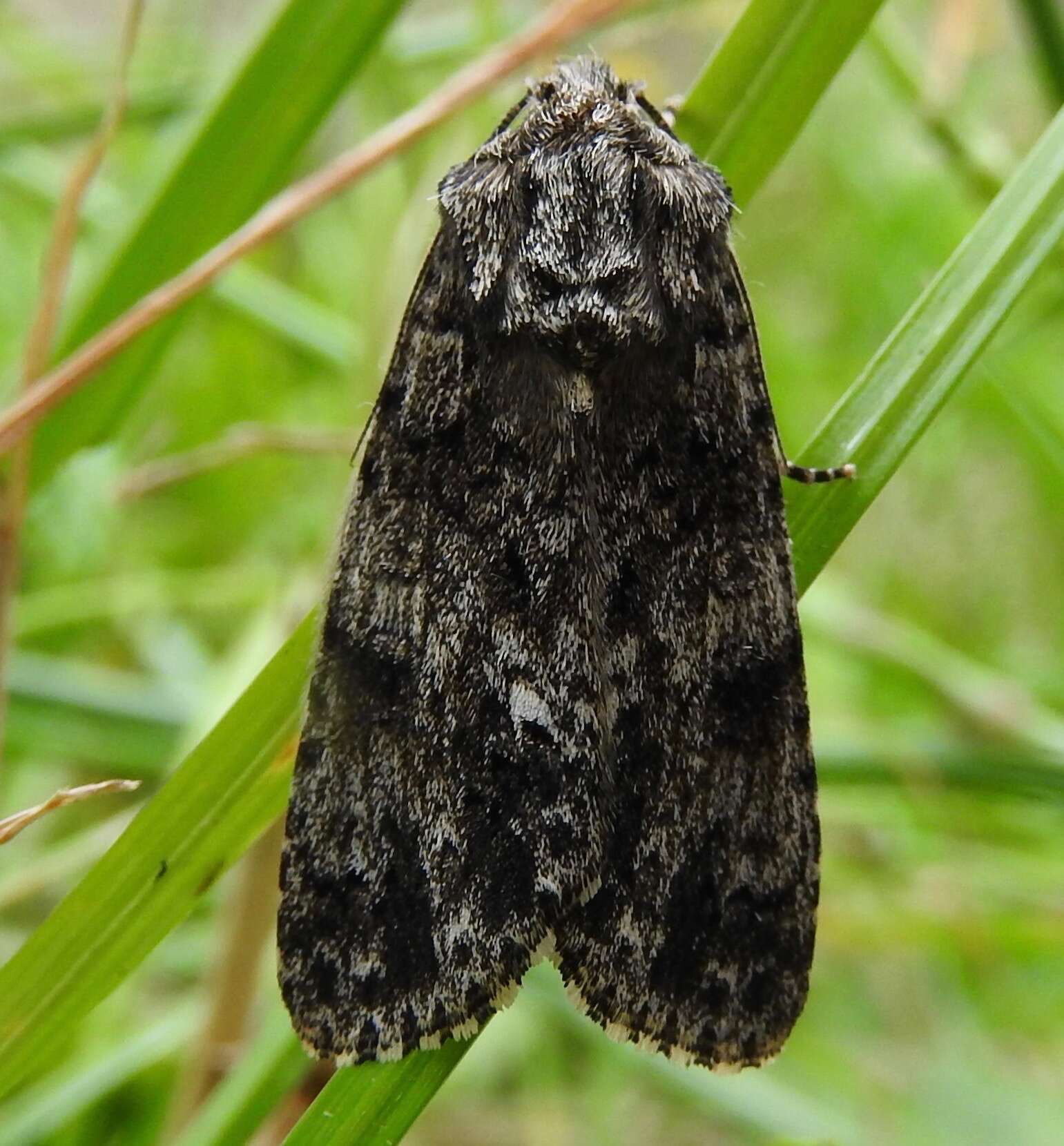 Image of knot grass