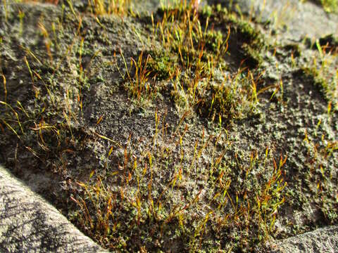 Image of tortula moss