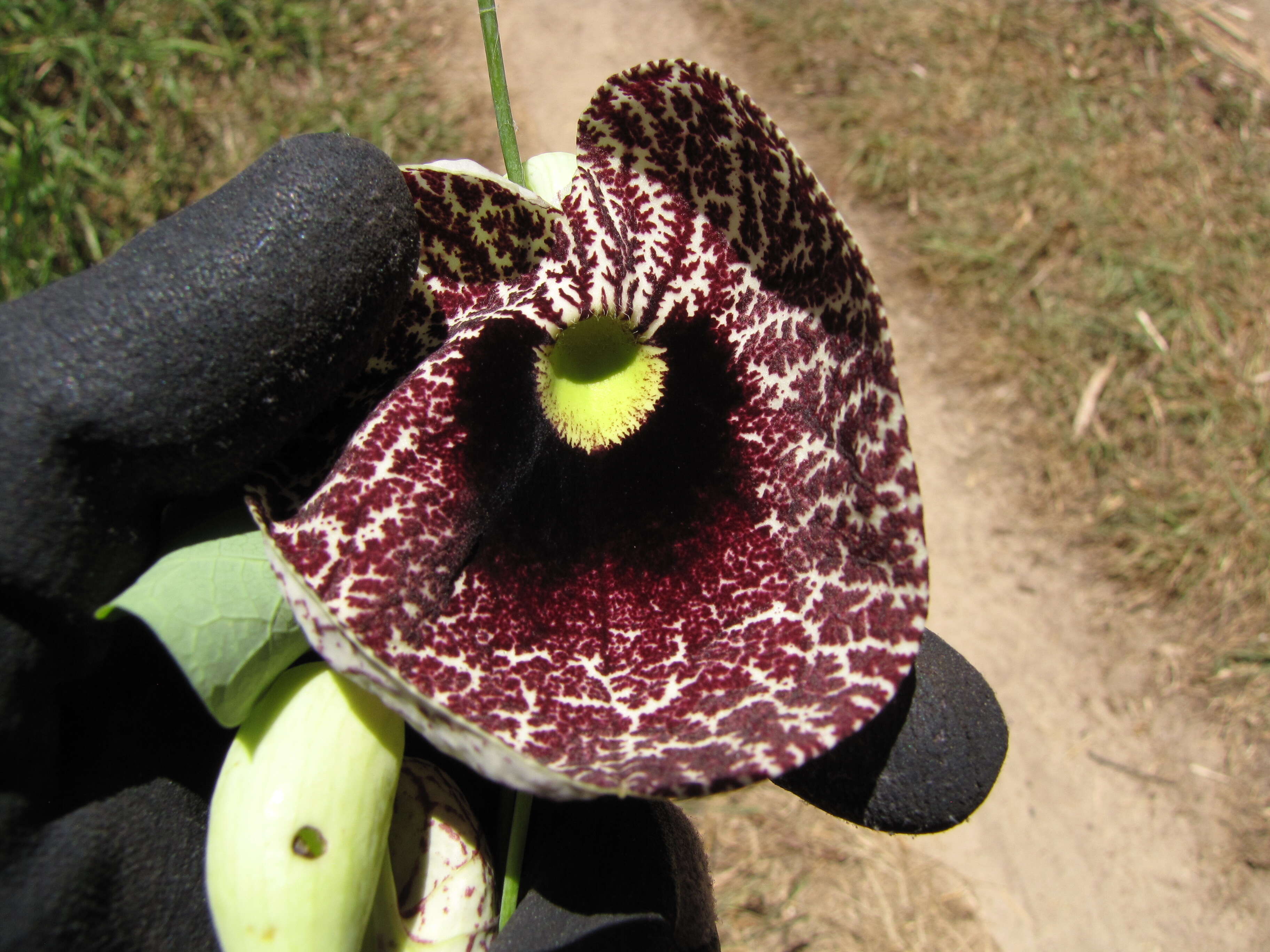 صورة Aristolochia elegans Mast.